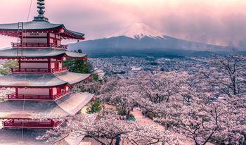 Nawał turystów ich przerósł. Podnoszą podatek turystyczny i odwołują festiwal kwitnących wiśni