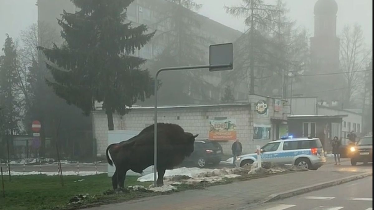 Żubr w wigilię przechadzał się po centrum Hajnówki