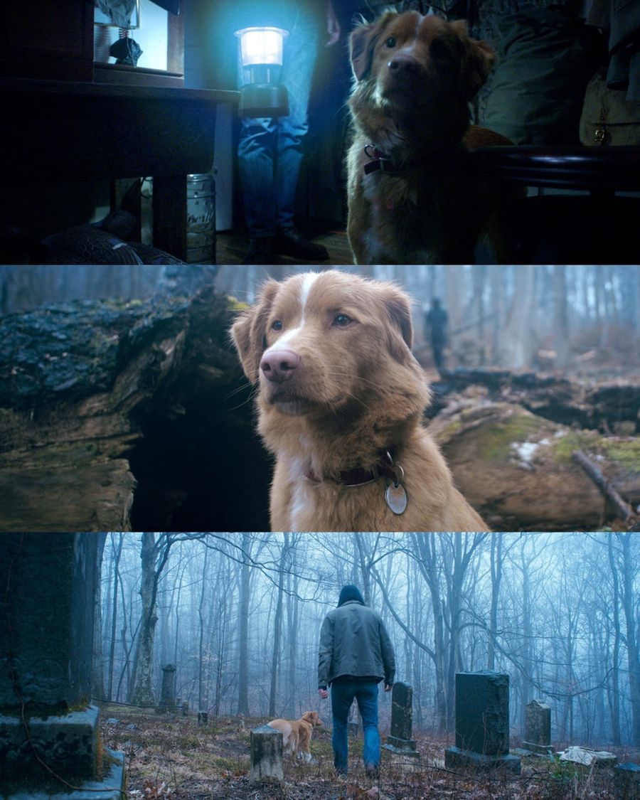 "Good boy" - kiedy premiera horroru?