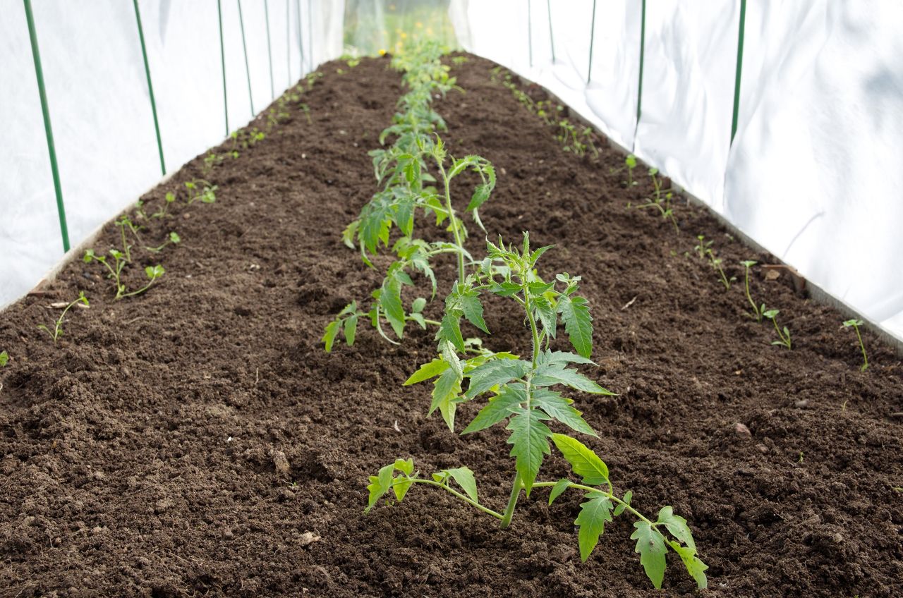 Kiedy sadzić pomidory do tunelu? Nie tylko data ma znaczenie