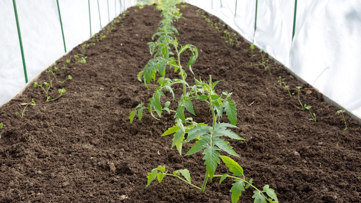 Kiedy sadzić pomidory w tunelu?