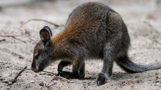 Gdańsk: Zoo czeka na gości. Wybierzcie się na spacer