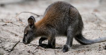 Gdańsk: Zoo czeka na gości. Wybierzcie się na spacer
