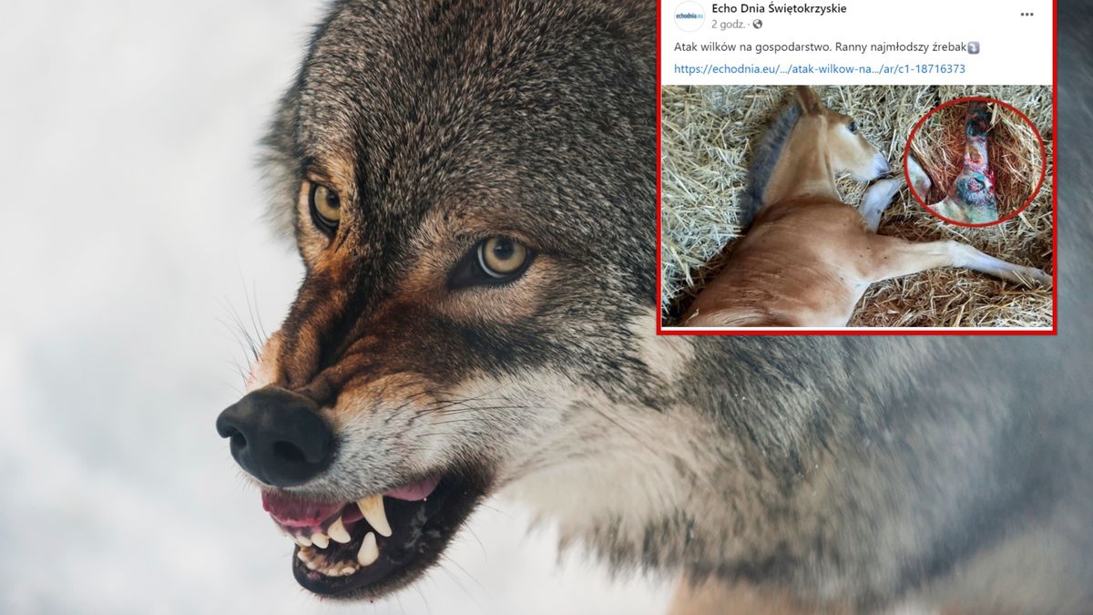 Atak wilka na zwierzęta gospodarskie.