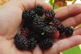 Mało znana jagoda, która zbija cukier i ciśnienie. Chroni też przed rakiem