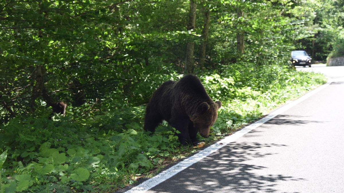 Spotkanie z niedźwiedziem skończyło się tragicznie dla motocykli