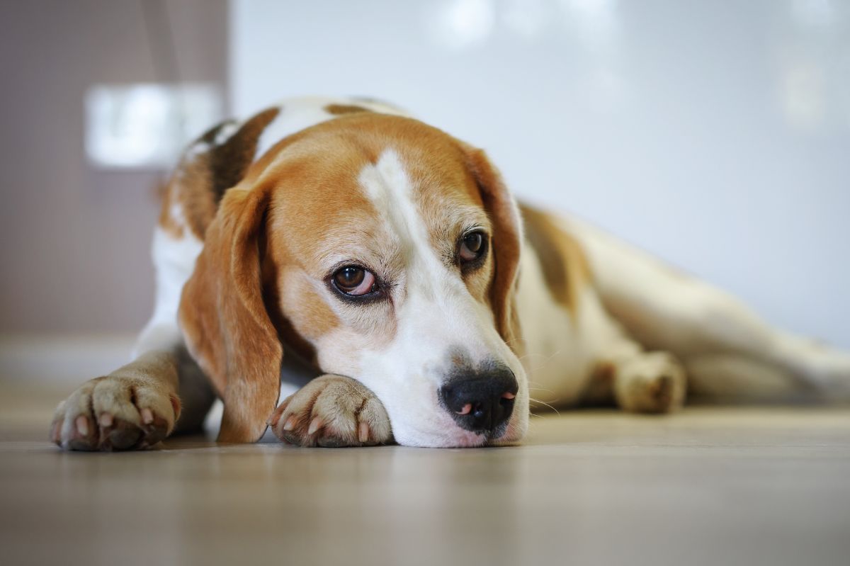Don't leave these dogs alone at home: A list including popular breeds