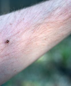 Atak kleszcza może zmienić pół miliona Amerykanów w wegetarian. Winne alfa-gal