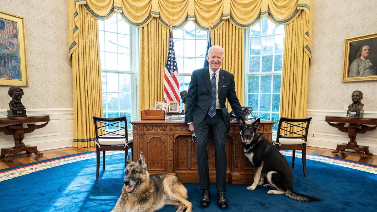 Psy Joe Bidena powróciły do Białego Domu