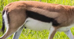 Jakie zwierzę jest na zdjęciu? 