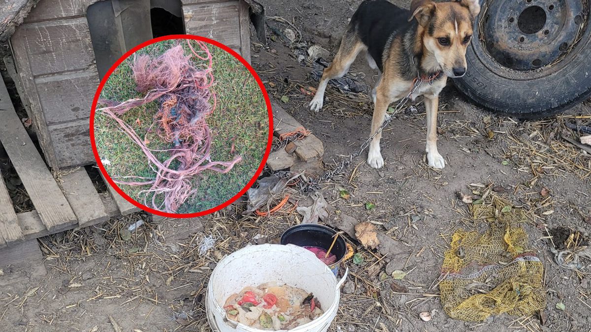 Radny powiatowy z zarzutem znęcania się nad psem