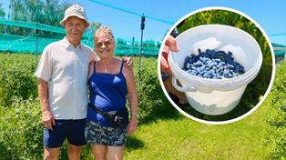 Zamiast spa wybierają rządek numer pięć. Zaczęło się od kilku krzaków z Niemiec
