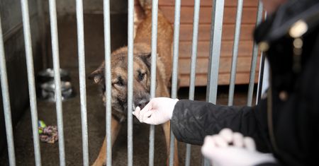 Koronawirus w Polsce. Kara za uratowanie katowanych zwierząt? Niepokojące informacje z Wałbrzycha