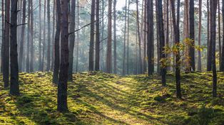To były pierwsze warsztaty białego śpiewu w lesie