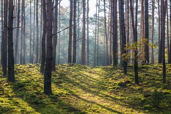 To były pierwsze warsztaty białego śpiewu w lesie