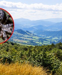 Nowy jadowity pająk w Polsce? Pojawienie się go budzi niepokój