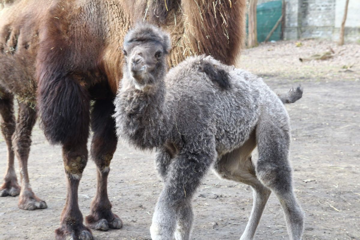 Warszawskie Zoo ma nowego mieszkańca, fot. Warszawskie ZOO - Facebook