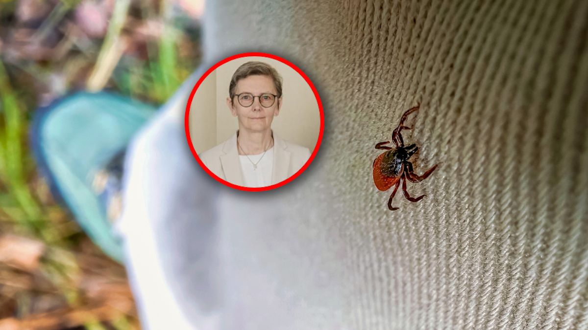 Prawdziwy wysyp kleszczy. "Ich ilość zmienia się w zależności od pogody"