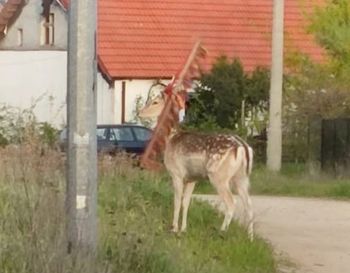 Spójrzcie, w co się zaplątał. Apel do mieszkańców: "Musimy mu pomóc"