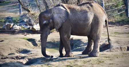 Nie żyje słonica Kinga z poznańskiego ZOO. Odeszła po tragicznym upadku