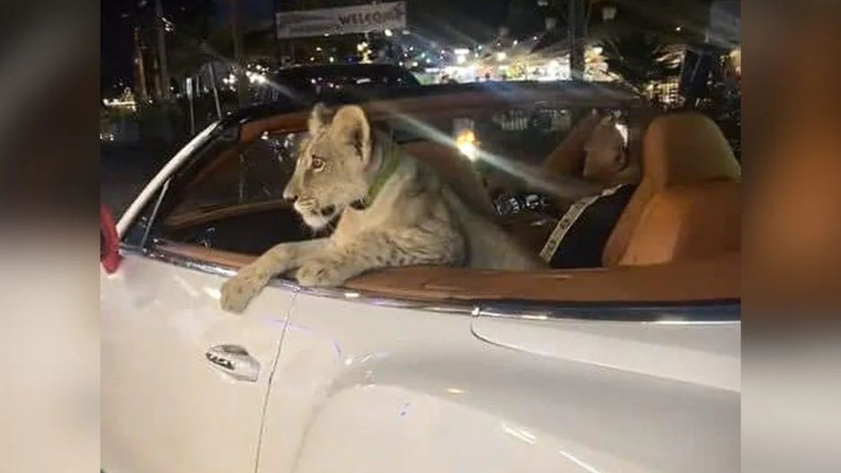 Lwica w bentley'u / Zrzut ekranu