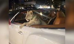 Kolega woził lwa w bentley'u. Właścicielka ma zarzuty. Niesie się wideo