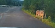 Tygrys syberyjski na drodze. Kierowca zatrzymał auto i przerażony zaczął nagrywać