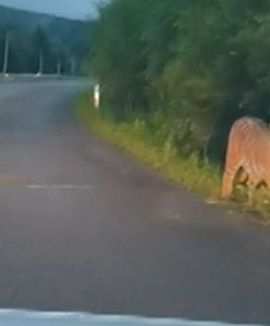 Tygrys syberyjski na drodze. Kierowca zatrzymał auto i przerażony zaczął nagrywać