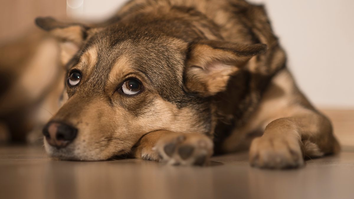 Naukowcy są zgodni - psy rozumieją więcej, niż sądziliśmy