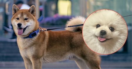 Akita rzuciła się na pomeraniana i dotkliwie go pogryzła. Właścicielka była pod wpływem alkoholu