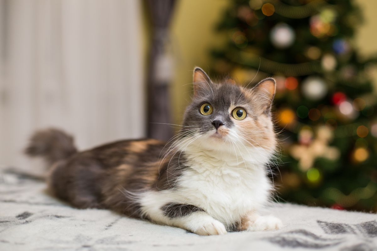 Christmas tree clearance protector from cats