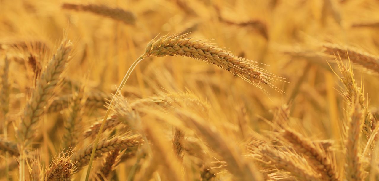 Ceny pszenżyta. Duże różnice w regionach i zamknięte skupy do końca sierpnia