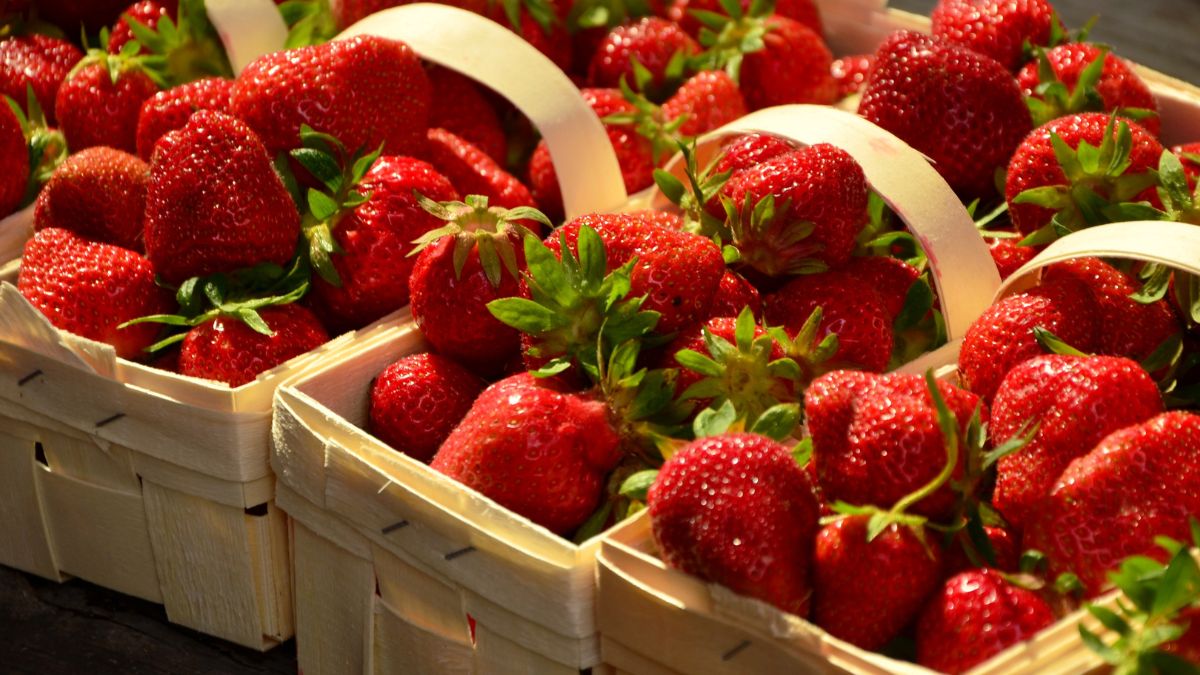 Kiedy pojawią się pierwsze truskawki z gruntu?