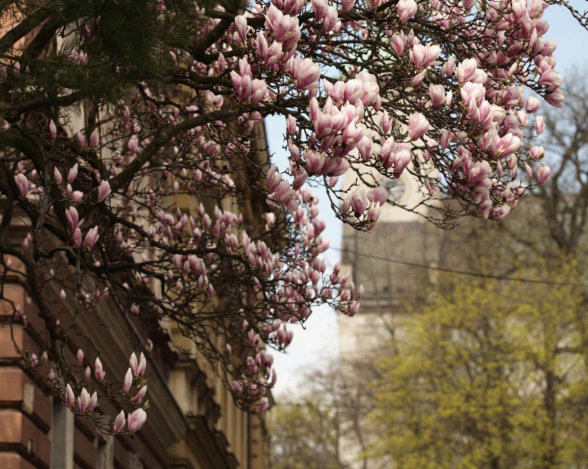 Wspaniałe, stare drzewa magnolii są jednym z najważniejszych symboli Cieszyna