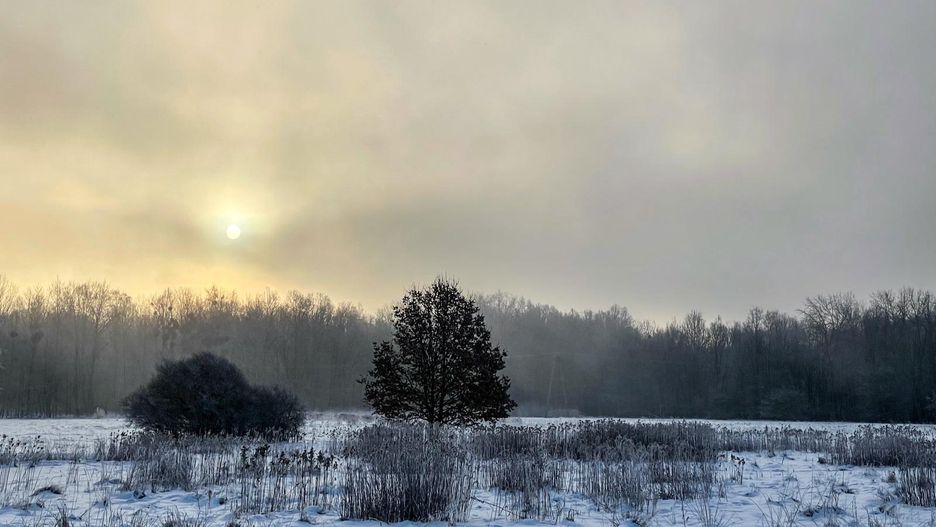 pogoda śnieg las zima