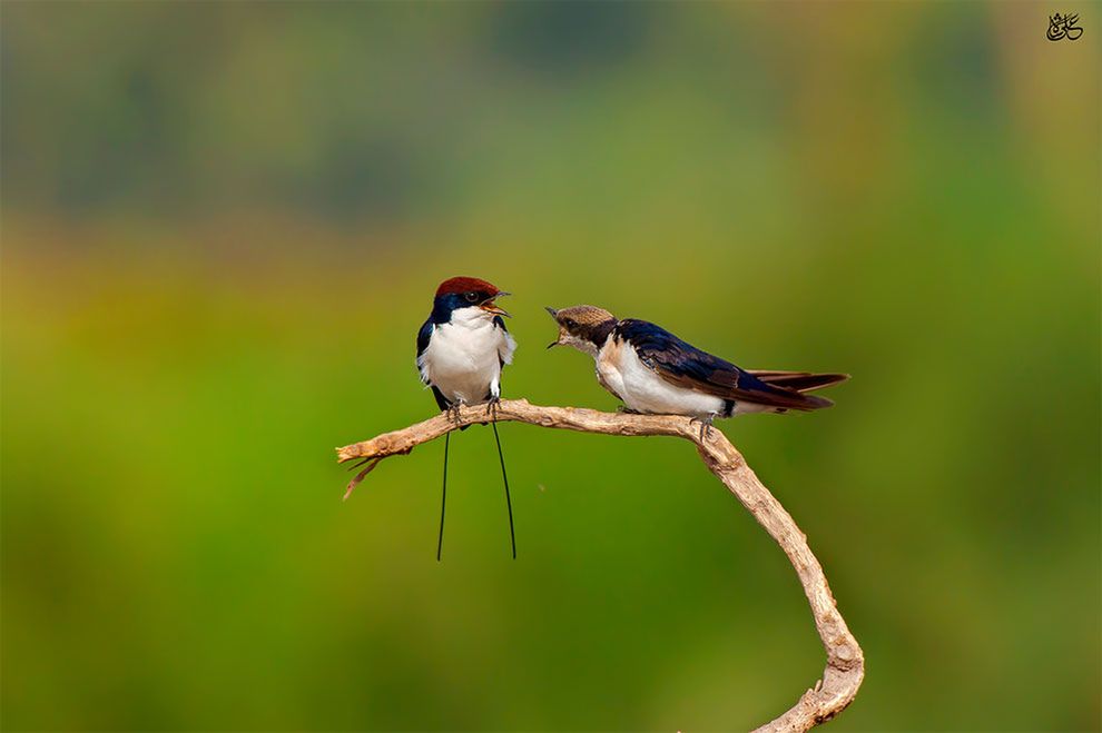 Młodzi finaliści konkursu „World Wildlife Day Photography Competition" i ich świetne zdjęcia przyrody 3