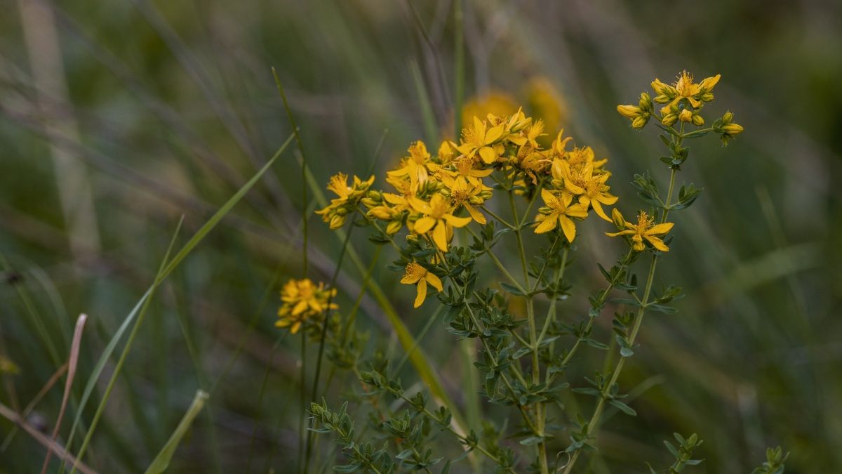 Dziurawiec to jedno z najzdrowszych ziół rosnących w Polsce