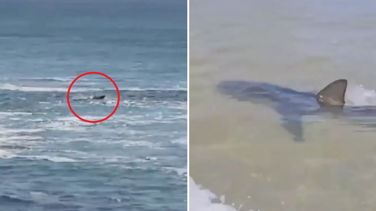 Atak rekina w Izraelu