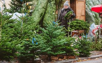 Ceny choinek. Gdzie (i za ile) kupić wymarzone drzewko?