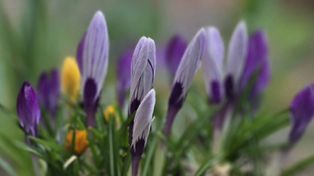 "A wiosna przyszła pieszo". Dziś jej pierwszy dzień