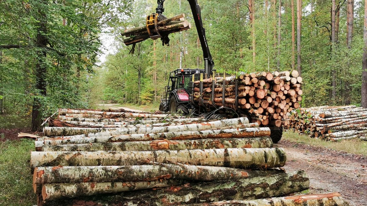 Reporter archiwum 2024 10
11.10.2024 Lodz. Gospodarka lesna i gospodarka drzewostanem. Wycinka i pozyskiwanie surowcow. Fot. Piotr Kamionka/REPORTER
Piotr Kamionka/REPORTER