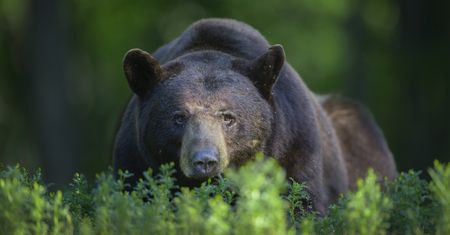 Trwa polowanie na niedźwiedzia po śmiertelnym ataku na biegacza