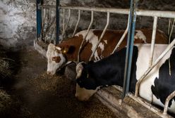 Tragedia w gospodarstwie. Nie żyje rolnik