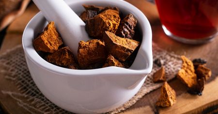 Mówią o nim "grzyb nieśmiertelności". Zaparz jak herbatę, a obniżysz poziom cukru i zbijesz cholesterol