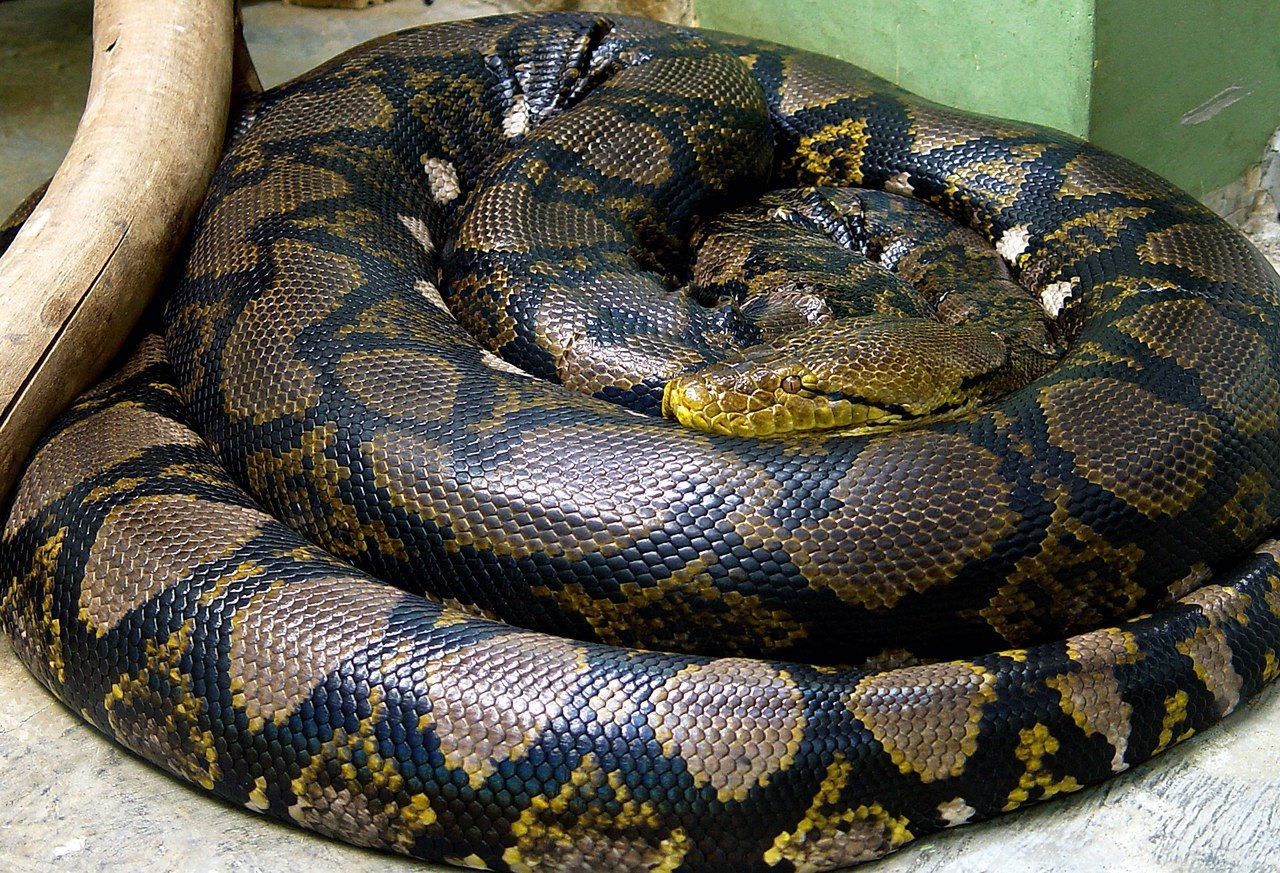 Reticulated pythons pose growing threat to Puerto Rico's residents