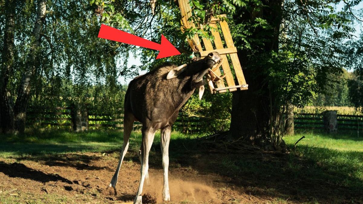 Łoś zaplątał się w linkę od huśtawki