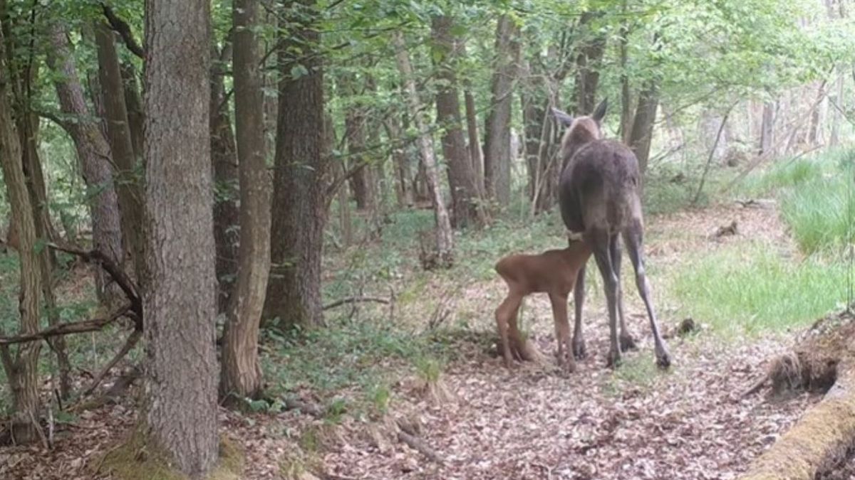 Matczyna miłość w sercu Kampinosu 