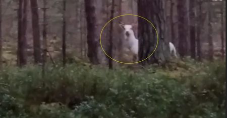 Zobaczył go w lesie na Helu. Pokazał nagranie. Reakcja ludzi