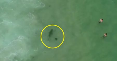 Pilot drona namierzył żarłacza białego tuż przy plaży. Uratował ludzi