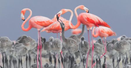 Oto najlepsze zdjęcia ptaków w konkursie Bird Photographer of the Year 2017